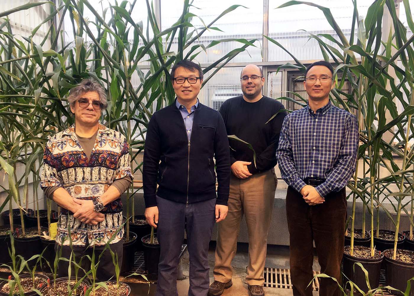UNL's Tom Clemente, Jinliang Yang, James Schnable and Yufeng Ge collaborate on new NSF-funded plant science research