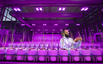 Harkamal Walia works in UNL's plant phenotyping greenhouse at Nebraska Innovation Campus.