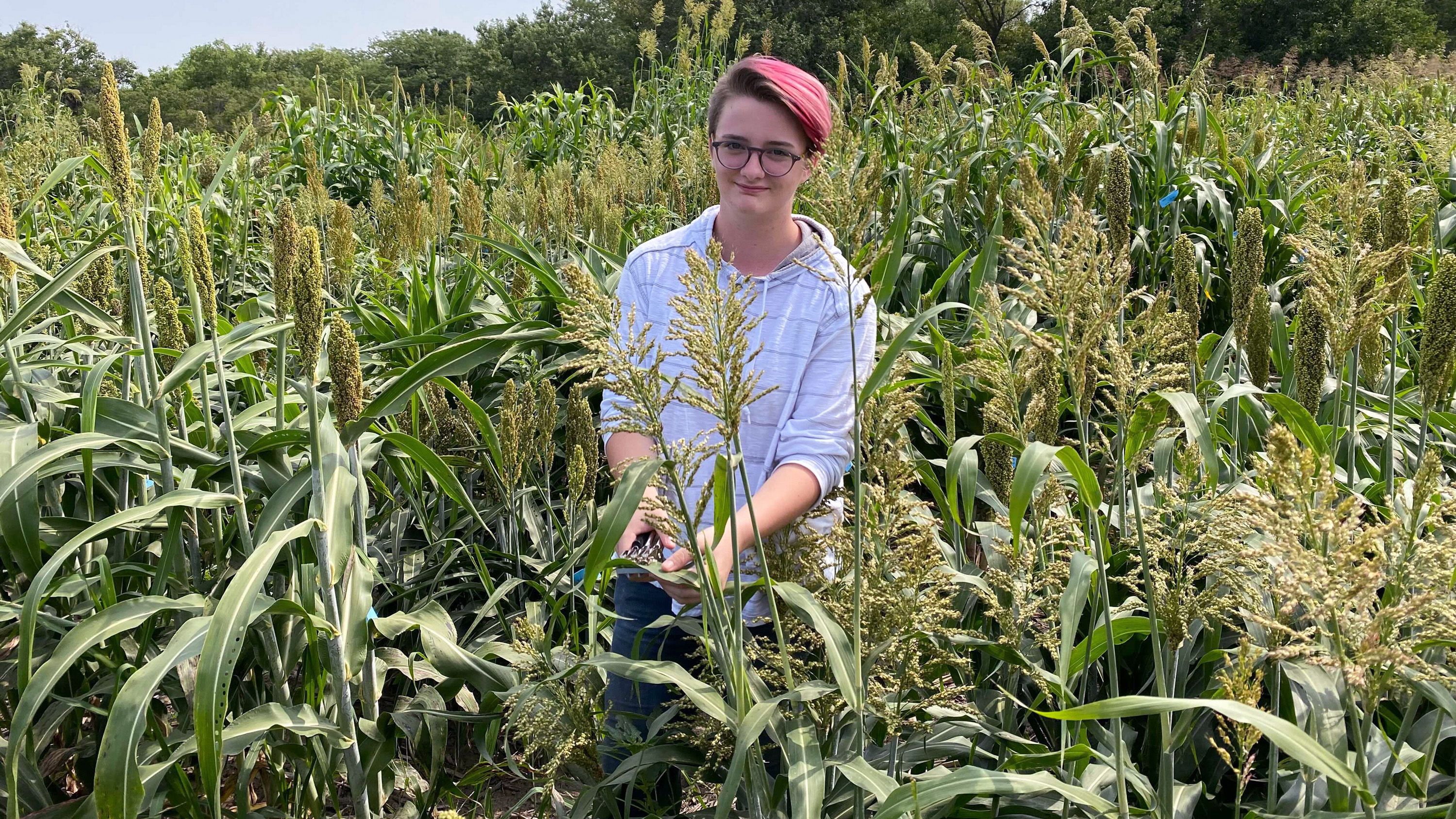 Young Nebraska Scientist High School Researcher Ryleigh Grove visits a field of sorghum; she worked on genetic aspects of the plant during a summer experience with UNL's Schnable Lab.