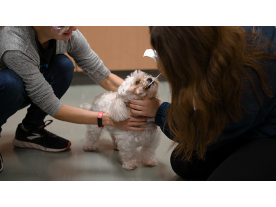 two individuals hold a small, white dog while one collects a sample for testing