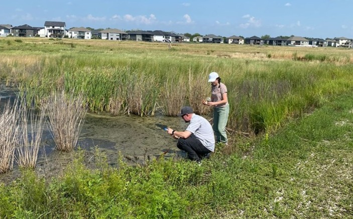 A male and a female peer at the edge of a marsh, with houses and blue sky in the background